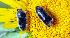 Acmaeodera cylindrica
