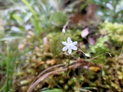Libertia