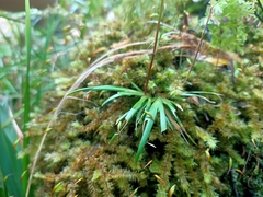 Libertia