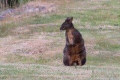 Thylogale billardierii