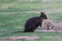 Thylogale billardierii