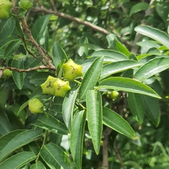 Sclerocroton integerrimus