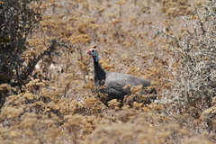 Numida meleagris coronatus