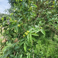 Sclerocroton integerrimus