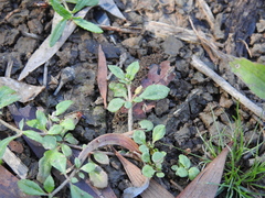 Glinus oppositifolius