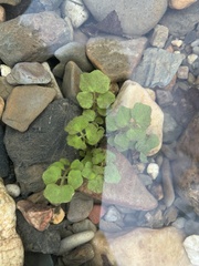 Cardamine pensylvanica