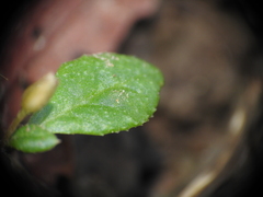 Glinus oppositifolius