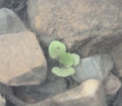 Cardamine pensylvanica