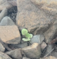 Cardamine pensylvanica
