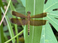 Neurothemis terminata