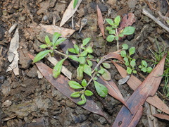 Glinus oppositifolius