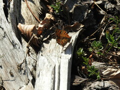 Melitaea deione