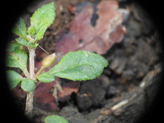 Glinus oppositifolius