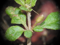 Glinus oppositifolius