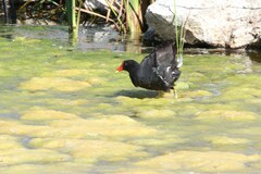 Gallinula chloropus meridionalis