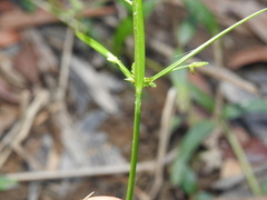 Cyperus trinervis