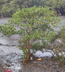 Sonneratia alba