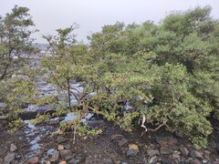 Avicennia marina