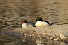 Mergus merganser