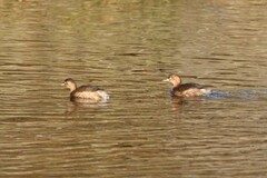 Tachybaptus ruficollis