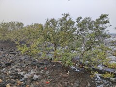 Avicennia marina