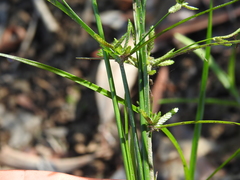 Cyperus trinervis