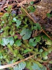 Corybas acuminatus