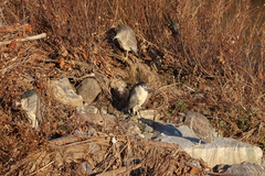 Nycticorax nycticorax