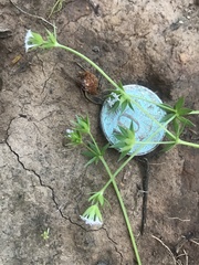 Sherardia arvensis