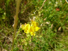 Lotus corniculatus corniculatus