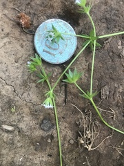 Sherardia arvensis