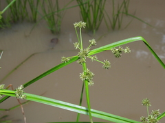Cyperus difformis