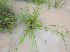 Cyperus difformis