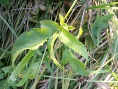 Ostericum palustre