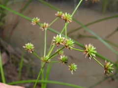 Juncus prismatocarpus