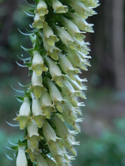 Digitalis micrantha