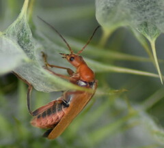 Cantharis