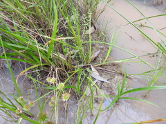 Juncus prismatocarpus