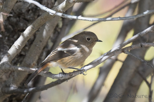 White-throated Redstart (Phoenicurus schisticeps), photo 9