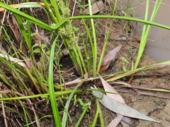 Juncus prismatocarpus