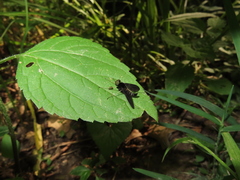 Chrysopilus connexus