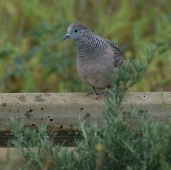 Geopelia placida placida