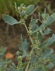 Atriplex muelleri