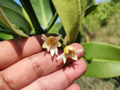 Rhizophora mucronata