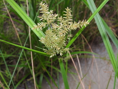 Cyperus pilosus