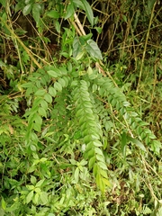 Zanthoxylum scandens