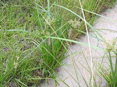 Cyperus pilosus
