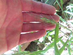 Elymus macgregorii