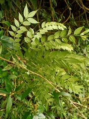 Zanthoxylum scandens