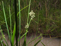 Fuirena ciliaris
